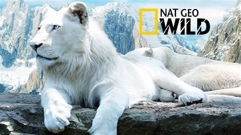 national geographic video|free national geographic videos online.